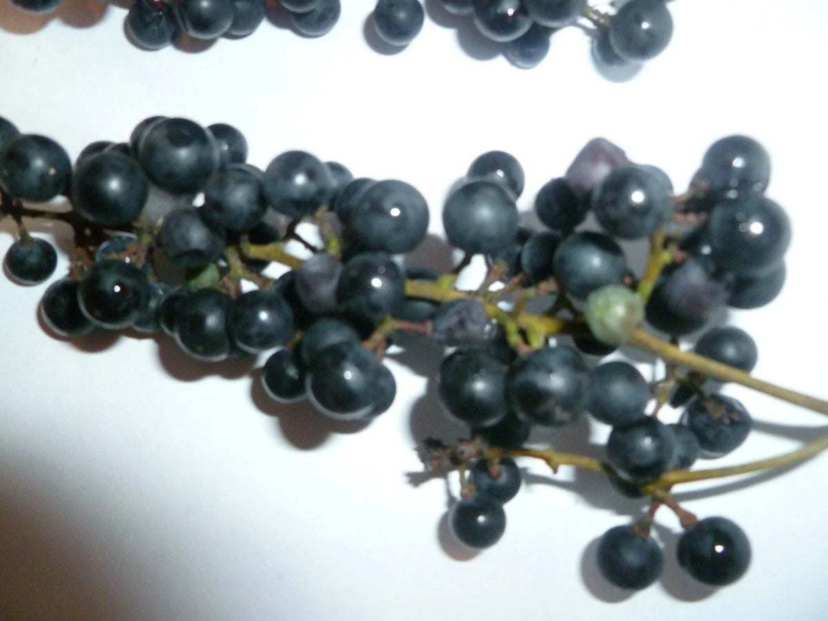 Wild Grape Seeds - 50 Organic Seeds - Vitis aestivalis - Non-GMO, Heirloom, Free Shipping