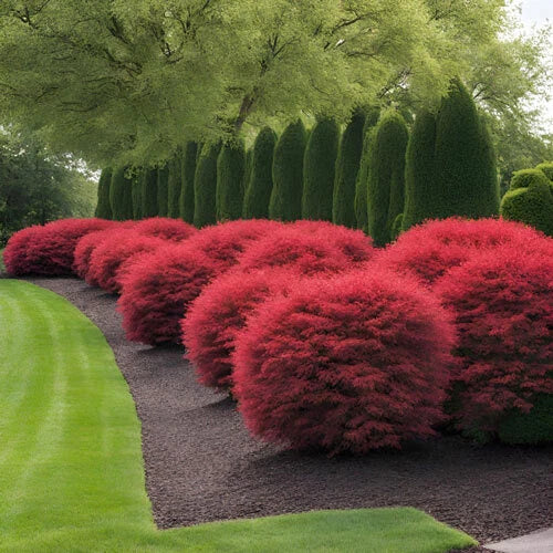 Dwarf Burning Bush Shrub Live Plant 1-3 Years Well Rooted (Euonymus Alatus) - Compact, Colorful Foliage for Landscaping