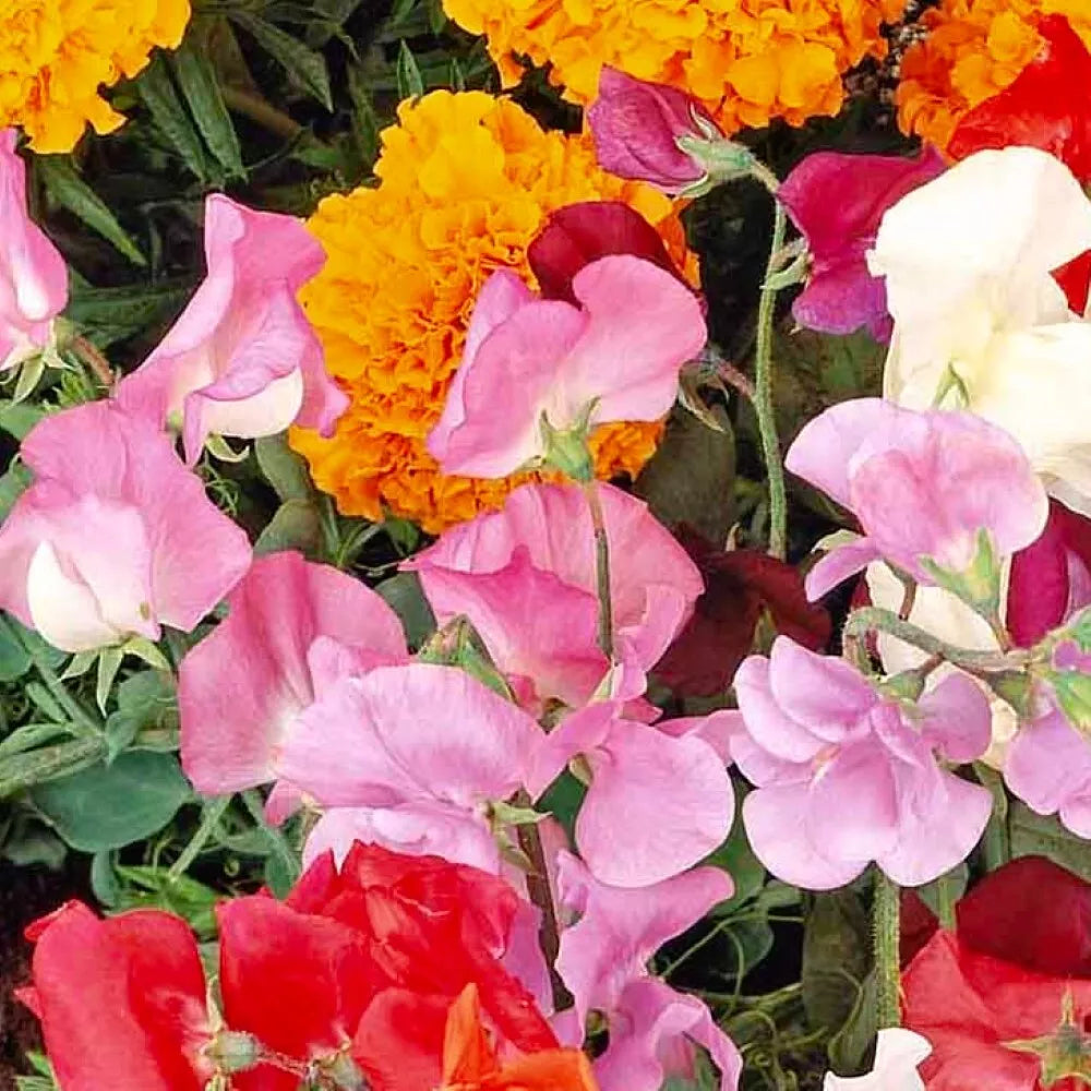 Knee High Sweet Pea Seeds | NON-GMO Heirloom | Fresh Garden Seeds | Lathyrus odoratus