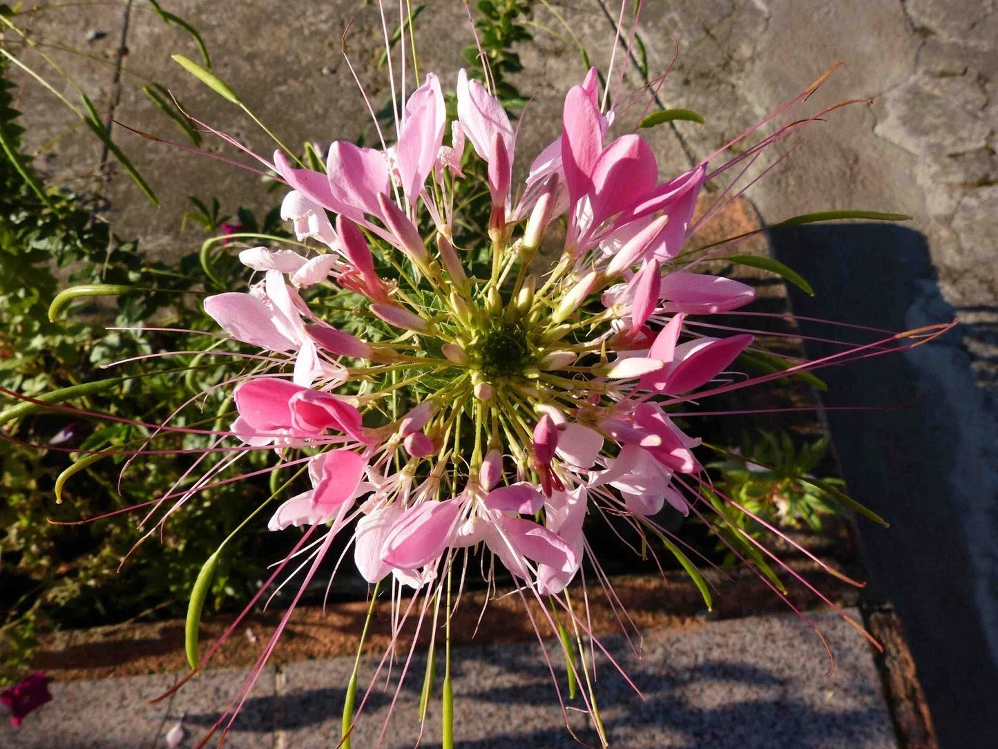 Taffy Pink Spider Seeds - 100 Pack - Clome Spinosa Perennial - US Seller - Bee Friendly Flower Seeds