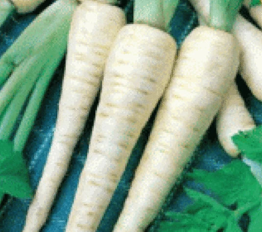 Fresh Parsnip Seeds - 100 Hollow Crown Seeds - Pastinaca sativa - Free USA Shipping