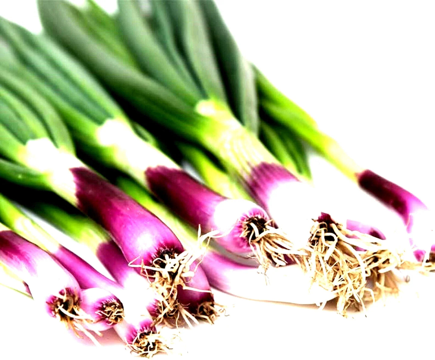 Scarlet Bandit Onion Seeds - 200+ Non-GMO Seeds - Allium cepa - Ideal for Home Garden and Culinary Use