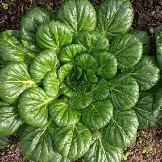 Tatsoi Mustard Green Seeds - Asian Chinese Greens for 2025 Planting - Brassica rapa var. narinosa