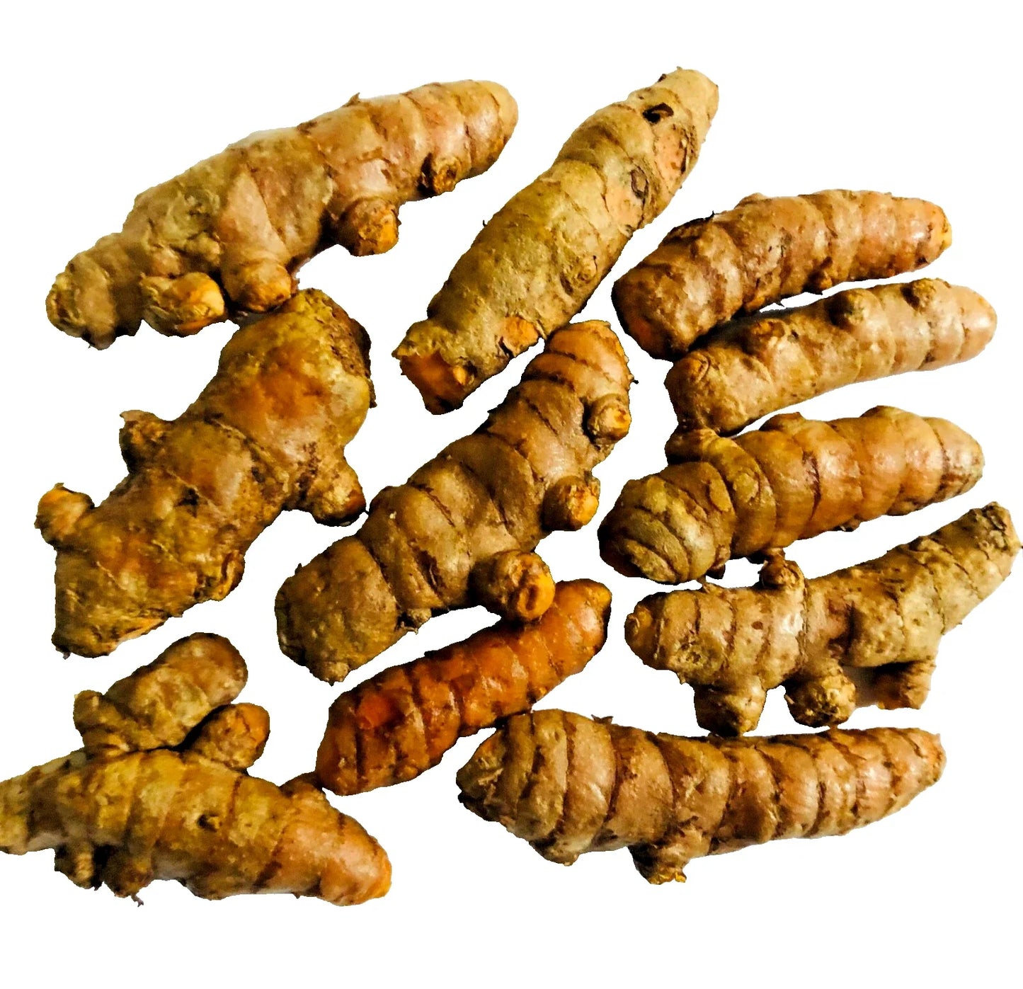 Turmeric Roots - 10PCS - Curcuma longa - Arthritis Relief, Tea & Cooking Use