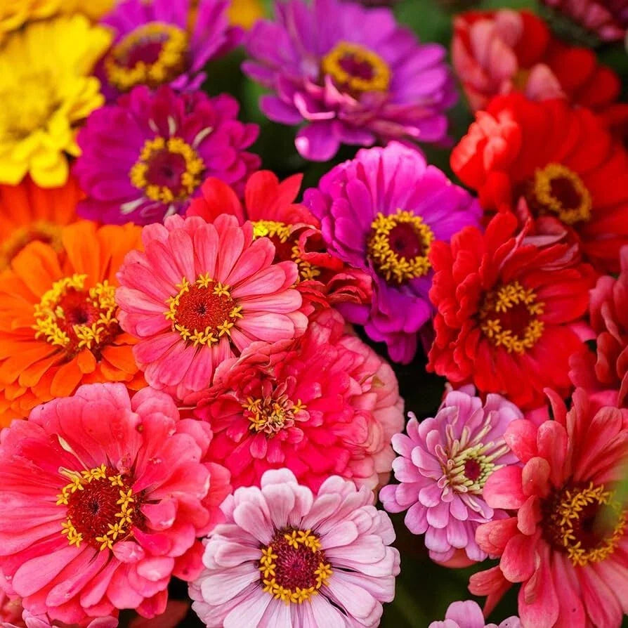 Zinnia Seeds - Over the Rainbow Mix - 100+ Seeds - Colorful Garden Flowers - Zinnia elegans