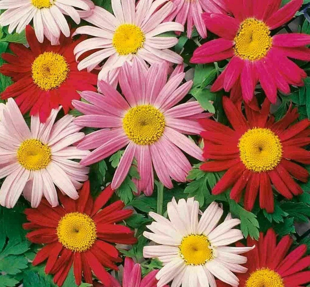 Painted Daisy Flower Seeds 200+ Annual Wildflower Garden Mix for Bees, Bellis perennis
