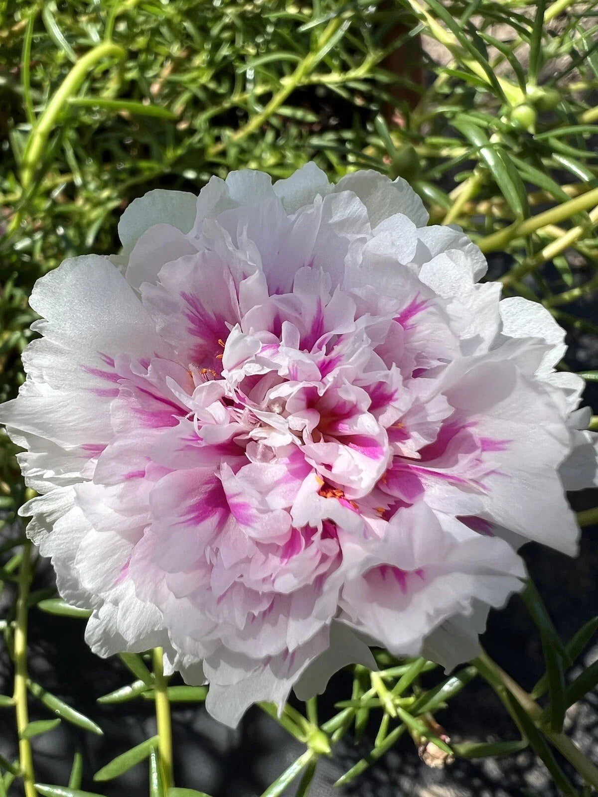 Unrooted Cuttings - 5 Pink Princess Portulaca Moss Rose - Succulent Plant Cuttings (Portulaca grandiflora)