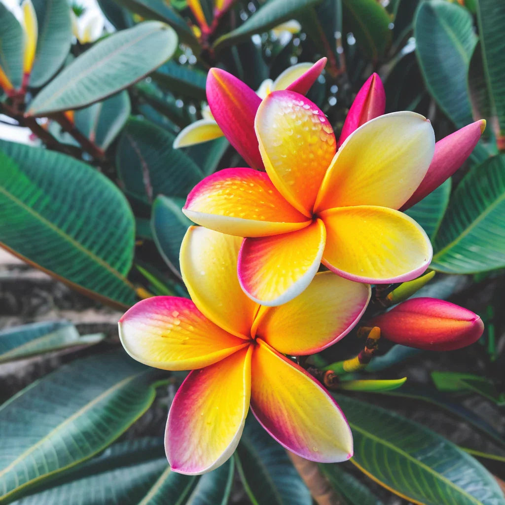 Light Pink Yellow Plumeria Seeds - Hawaiian Flower Lei Perennial Plants - Frangipani Variety