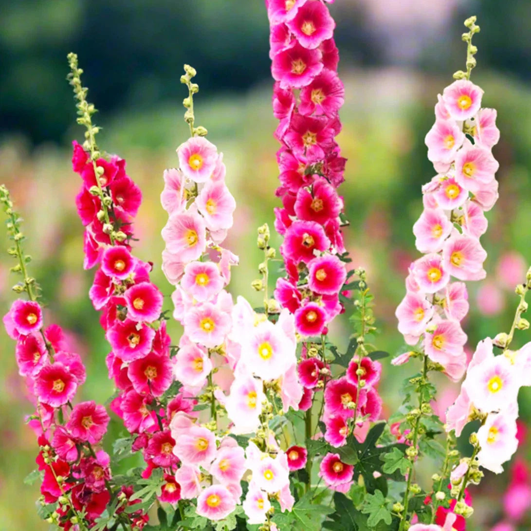 Hollyhock Seeds - Single-Flowered Mix - Alcea Rosea - Cottage Garden Variety - Ideal for 2025 Planting