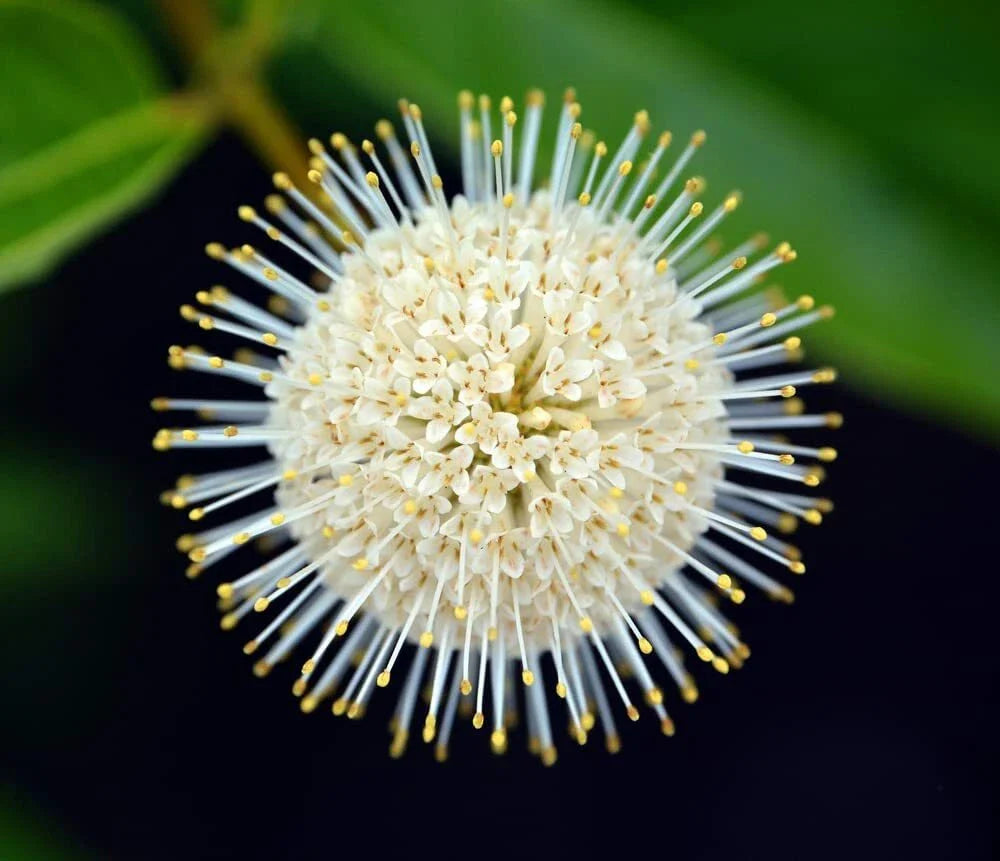 Buttonbush Seeds 100 Count - Cephalanthus occidentalis - Native Wetland Plant for Gardens and Pollinator Habitats