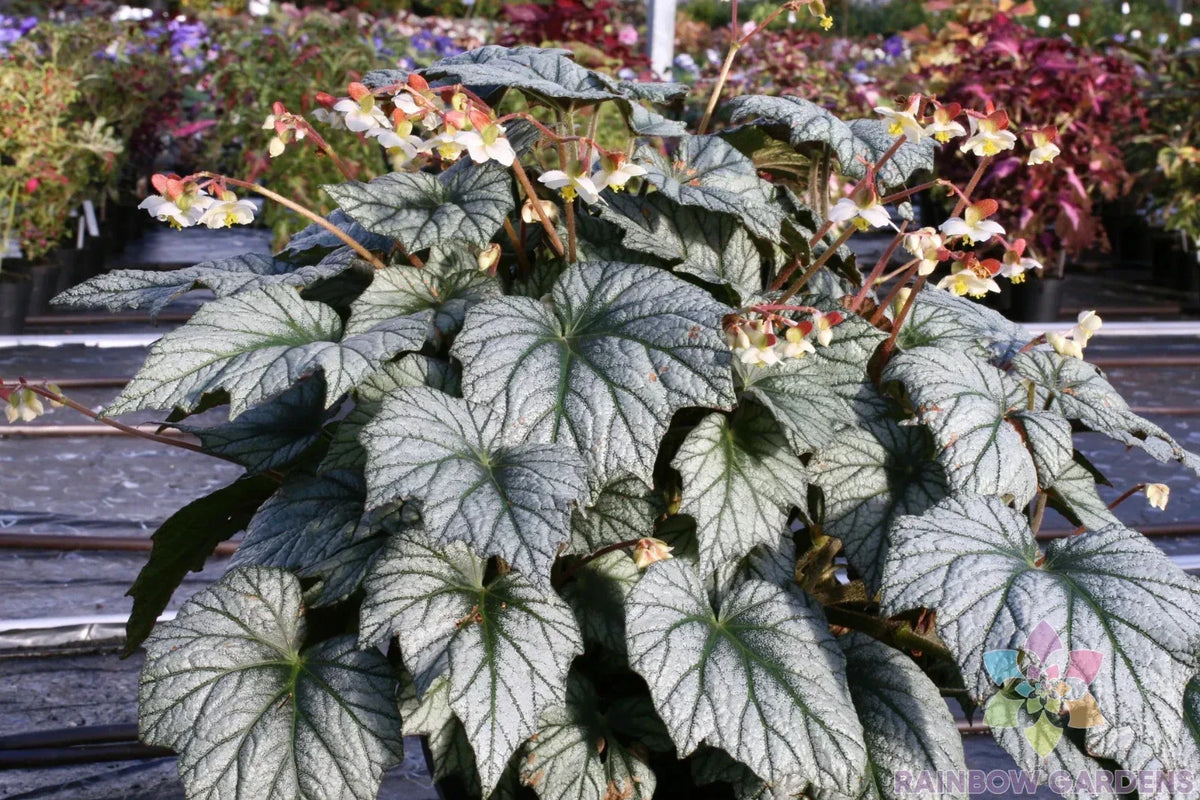 Veined Silver Coleus Seeds - 25+ Pack - Colorful Foliage Garden Planting - Coleus blumei