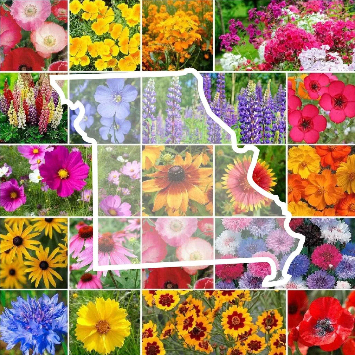Wildflower Seed Mix - Missouri State Flower - Non-GMO Perennials & Annuals - 1000 Seeds