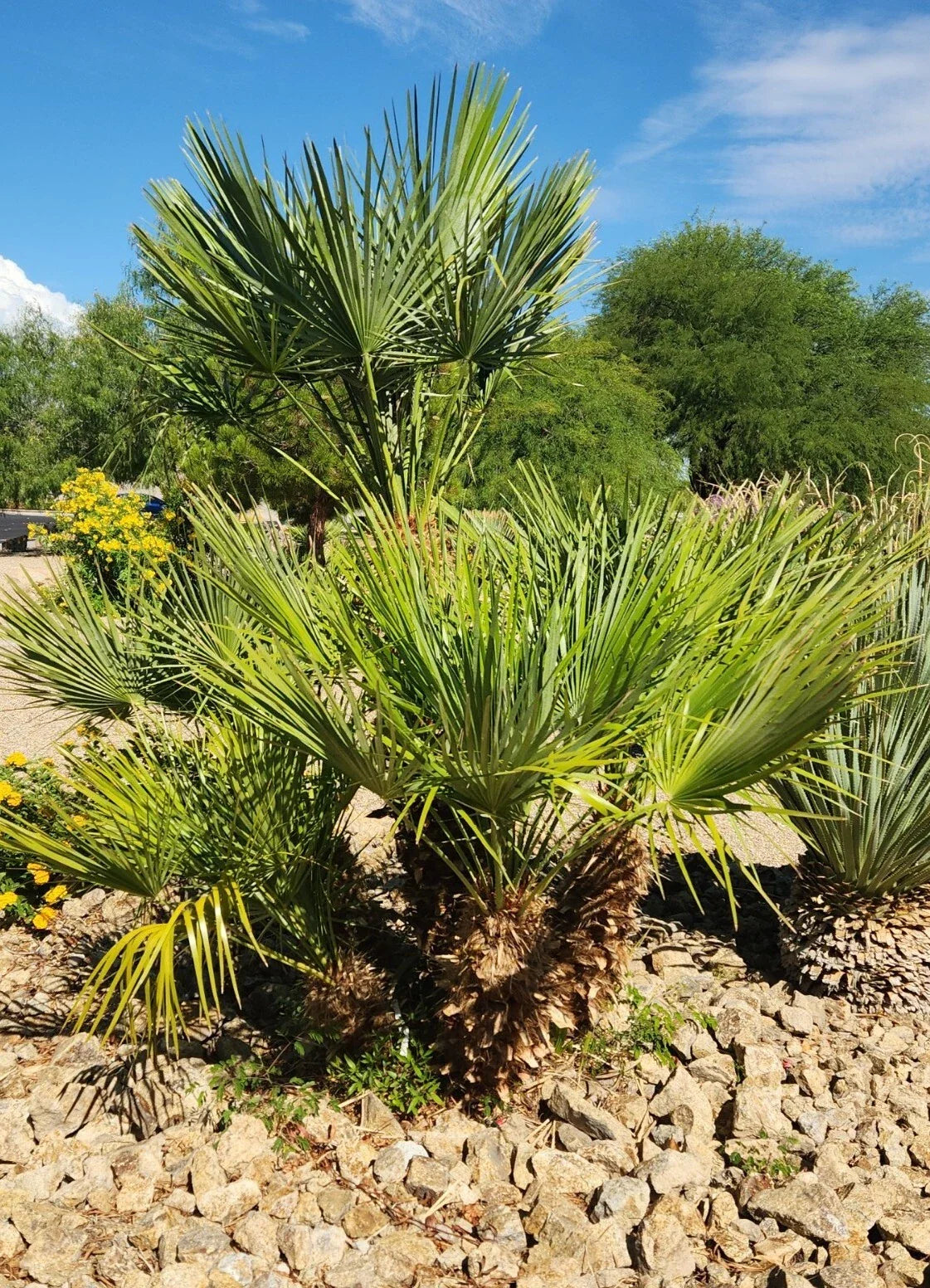 Mediterranean Fan Palm Seeds - 10 European Fan Palm Seeds, Chamaerops humilis, Tropical Garden Plant