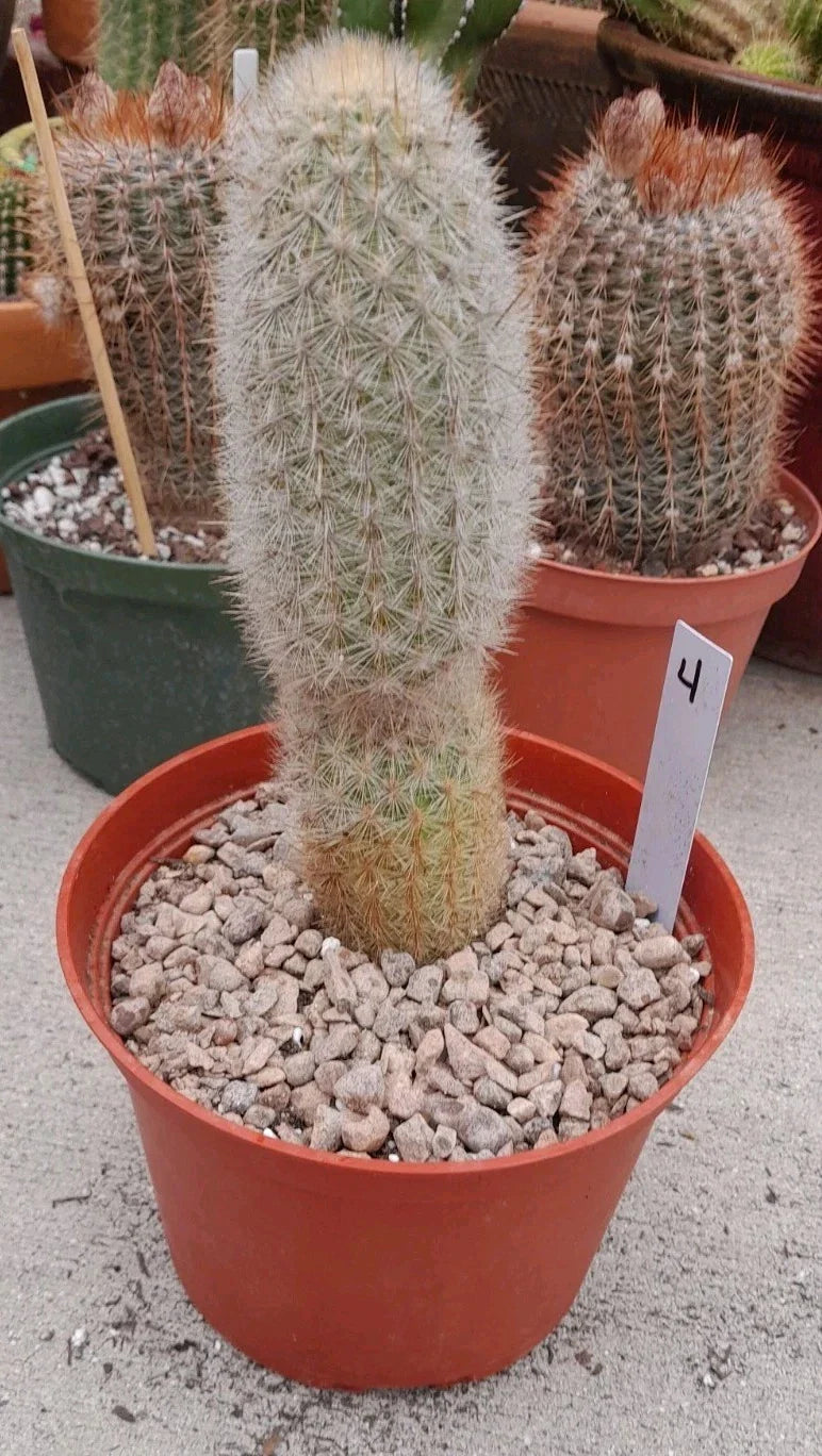 Haageocereus Pseudomelanostele Auriespinus Cactus - 7-8" Bareroot, Unique Spines, Rare Succulent Plant