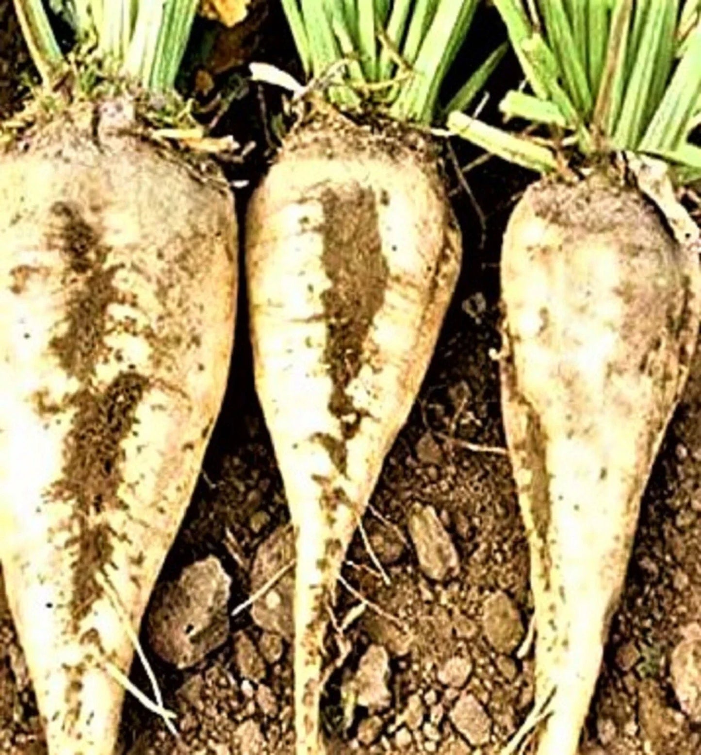 Sugar Beet Seeds 50+ Seeds Non-GMO | Beta vulgaris | Heirloom Variety for Home Garden