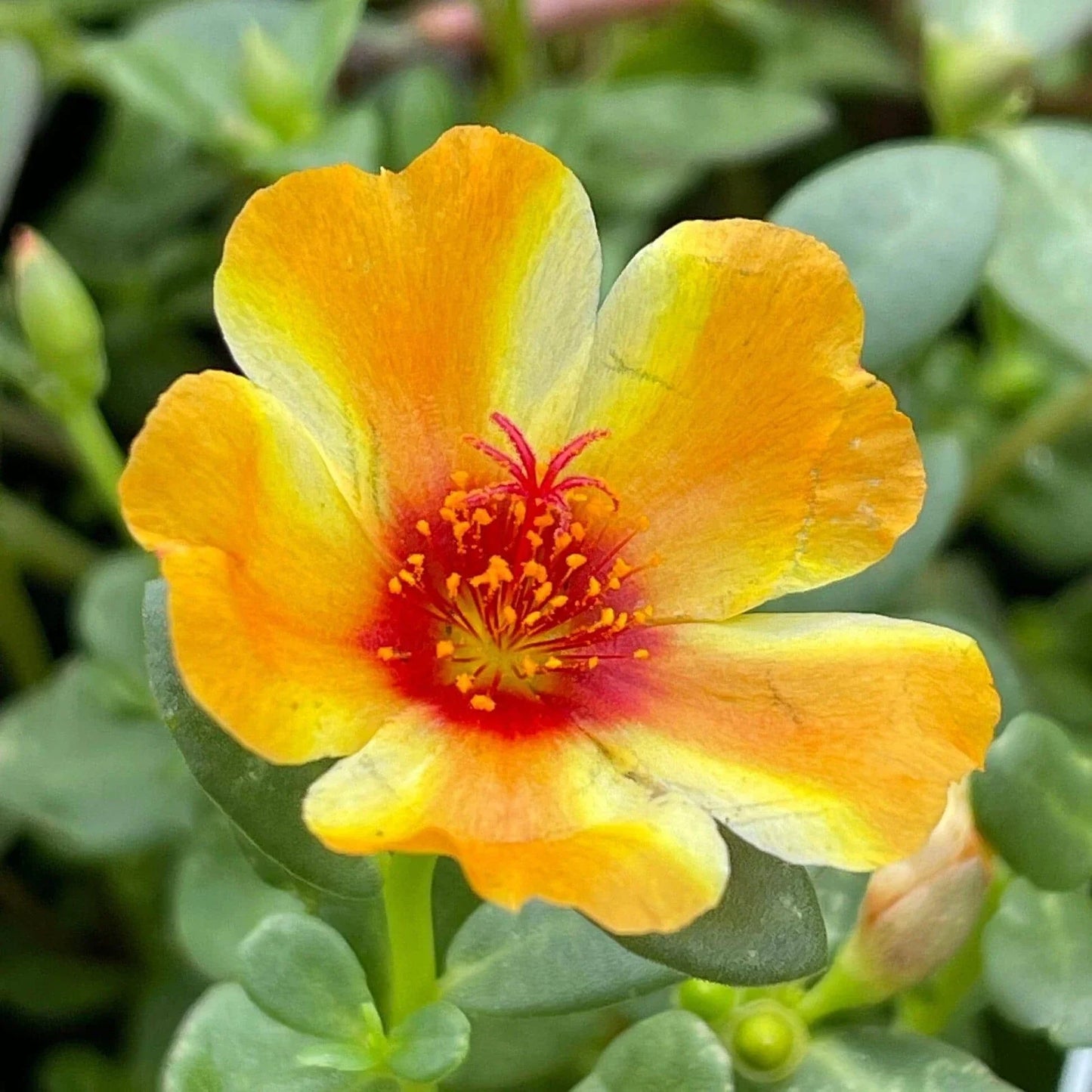 Mango Twist Portulaca Oleracea Plant - Colorful Purslane Succulent - US Seller