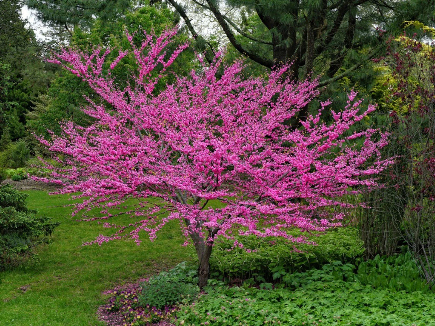 Eastern Redbud Tree Seeds - 30 Count - Cercis canadensis - Ideal for Landscaping & Garden Projects
