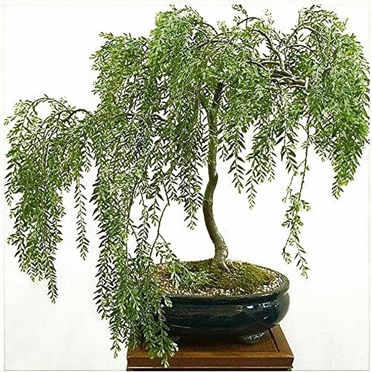 Willow Bonsai Cutting - Rare Variety - Salix spp. - Perfect for Home Gardening and Bonsai Cultivation