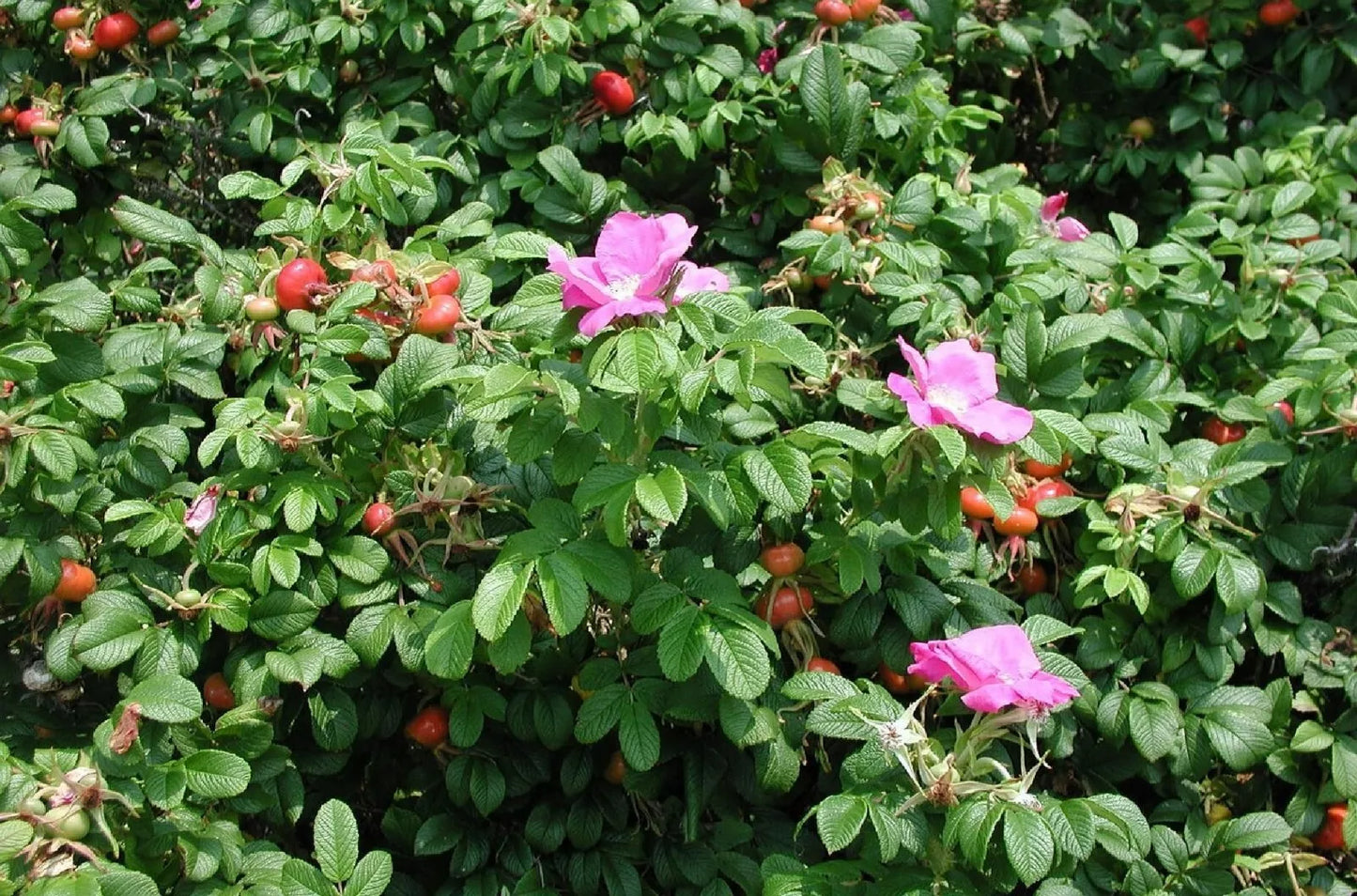 Seaside Pink Rose Seeds – Rosa Rugosa Fruiting Shrub – 30+ Seeds, Coastal Garden Plant, Pink Blooms, Free Shipping
