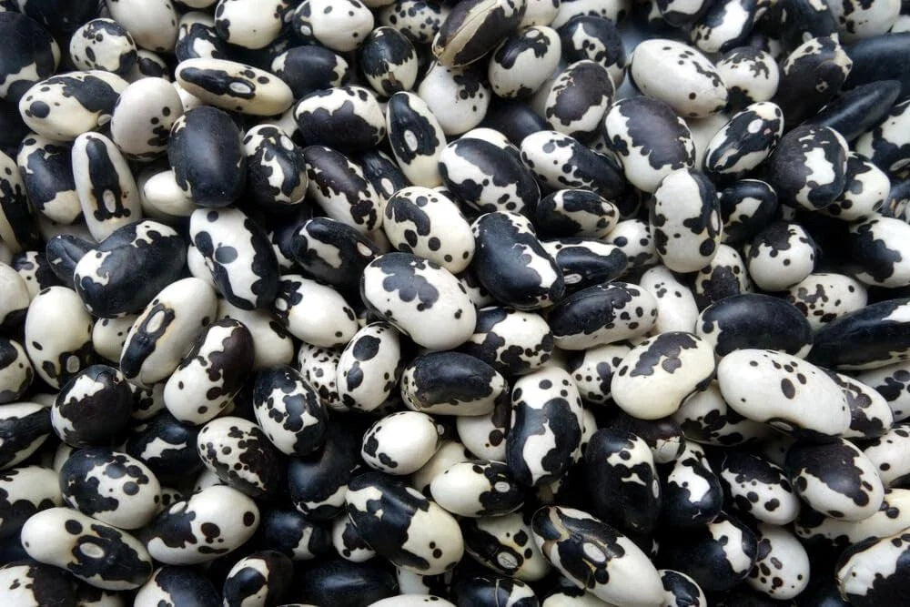 Calypso Bean Seeds for Planting, 20 Seeds, Easy to Grow, Delicious Variety, Phaseolus vulgaris