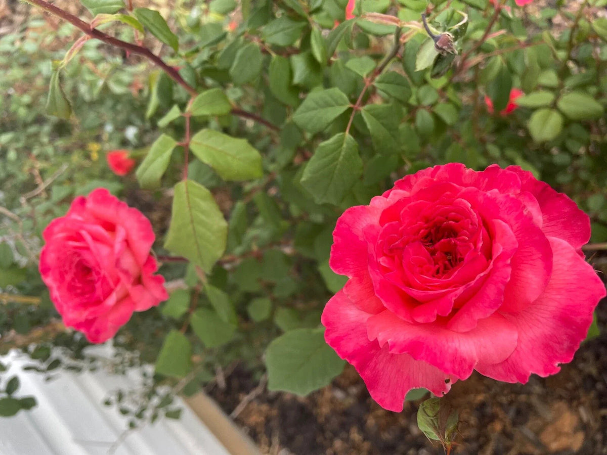 Portlandia Climbing Rose Cuttings - 4 Live Rose Bush Cuttings - Flowering Shrub Propagation