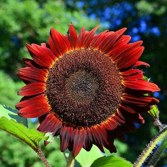Sunflower Seeds 50 Count Red Sun Bronze Maroon Flowers Non-GMO Helianthus annuus