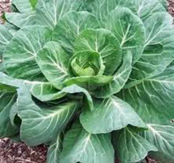 Collard Greens Seeds, Heirloom Georgia Southern, Non-GMO, 20+ Seeds, Brassica oleracea var. acephala
