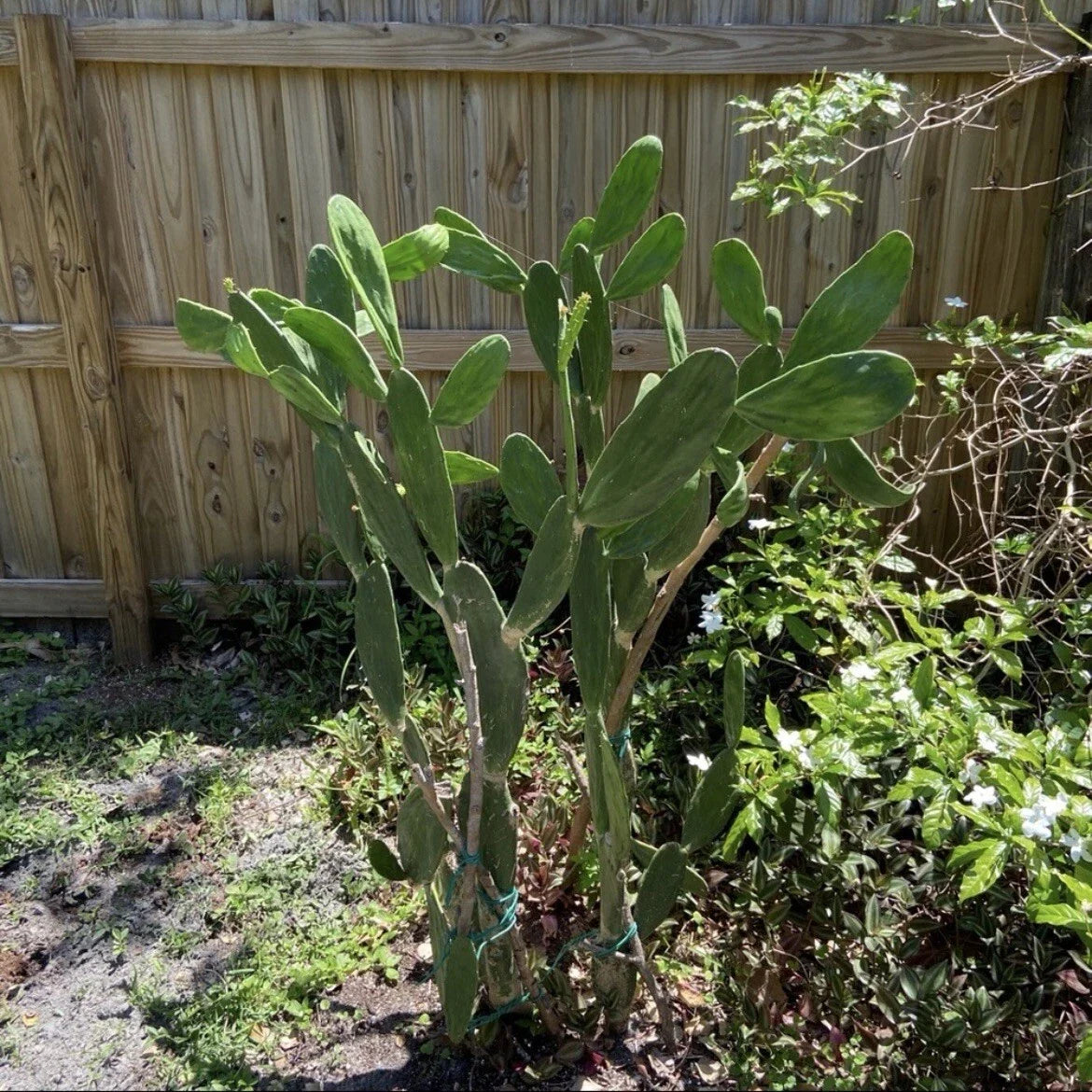 Dragon Fruit & Prickly Pear Cactus Unrooted Plant Cuttings Lot of 2 Green - Hylocereus undatus & Opuntia spp.