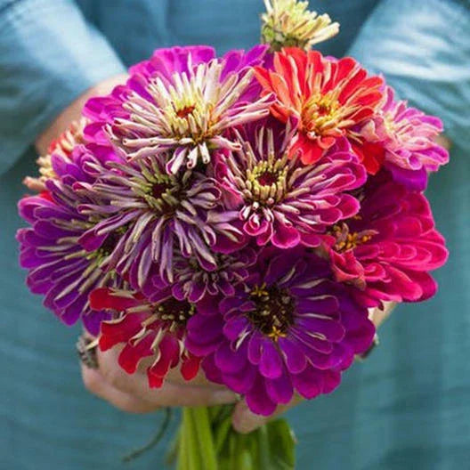 Zinnia Seeds - 100 Non-GMO Meteor Shower Mixed Colors - Vibrant Flower Variety for Garden - Zinnia elegans