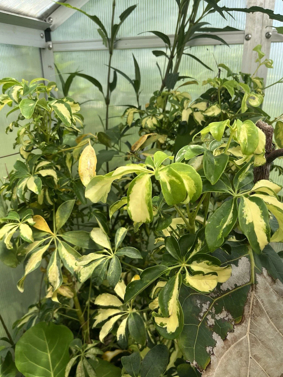 Variegated Schefflera Arboricola Cuttings - 6 Tropical Houseplant Shrub Unrooted - Indoor Plant Decor