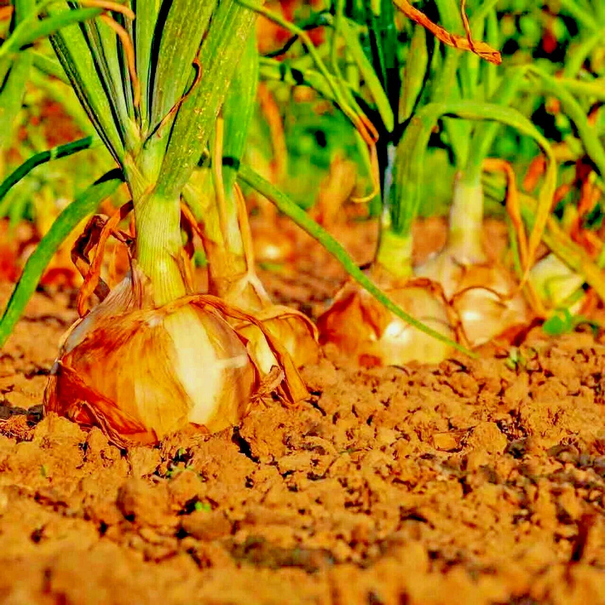 Yellow Sweet Spanish Onion Seeds - 401+ Long Day Organic Variety for Summer Vegetable Garden - Allium cepa