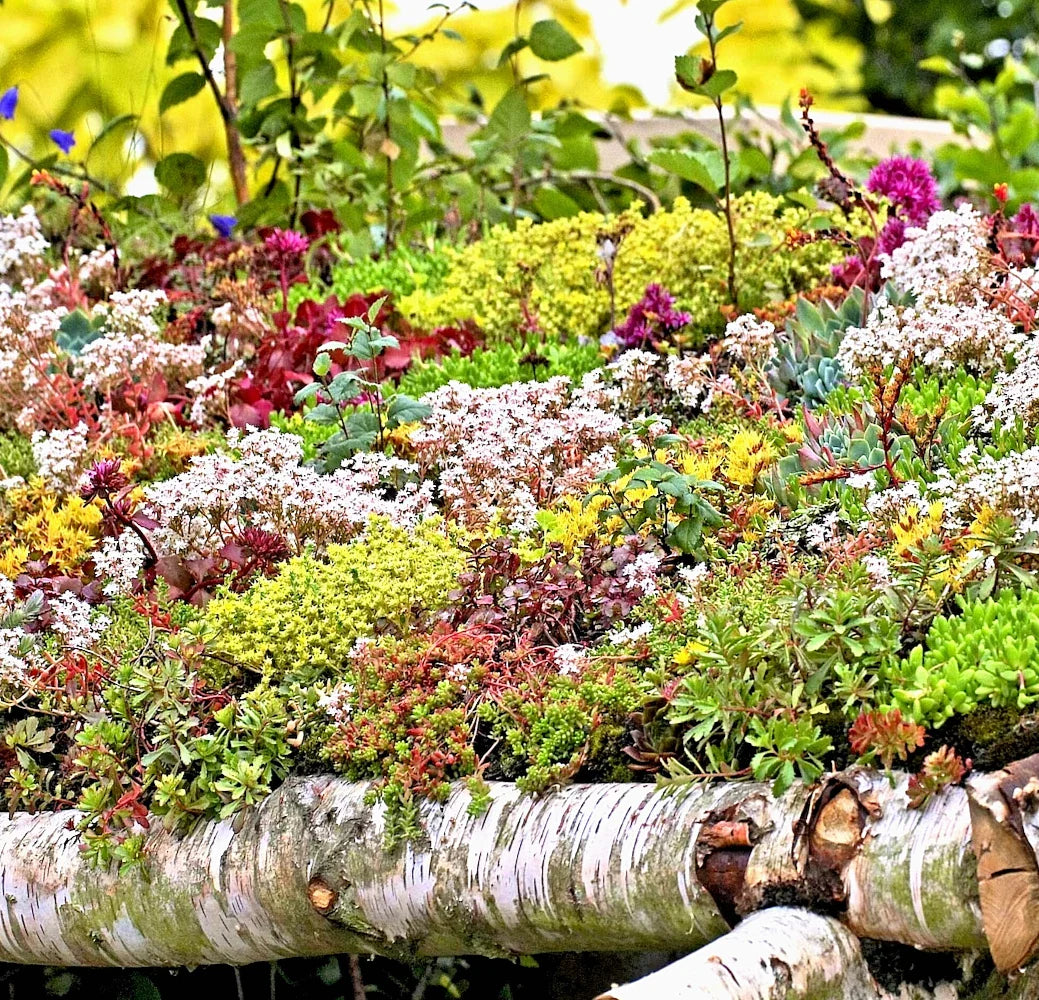 200 Sedum Seeds - Autumn Mix Succulent Ground Cover - Stonecrop (Sedum spp.)