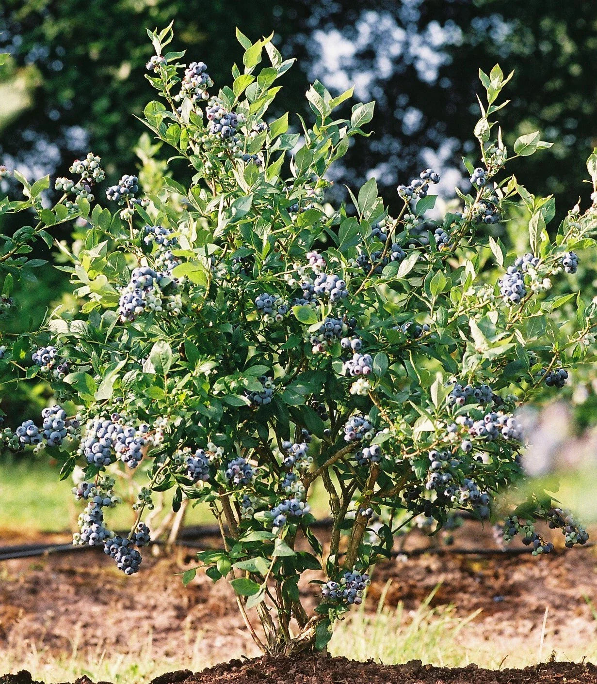Mini Blues Blueberry Bush - 1 QT Live Plant - Fabric Grow Bag - Vaccinium corymbosum - Ships to CA, OR, WA, AZ, UT, ID, NV