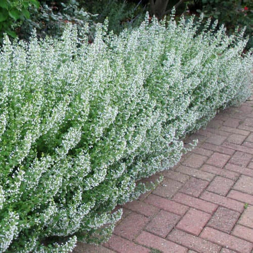 Common White Catmint Seeds | Non-GMO | 100-2,000 Seeds | Nepeta cataria | Free Shipping