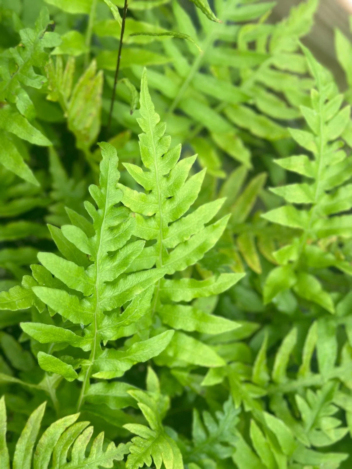 Leatherwood Fern | Bare-root | Fast-Growing Evergreen | Dicksonia antarctica
