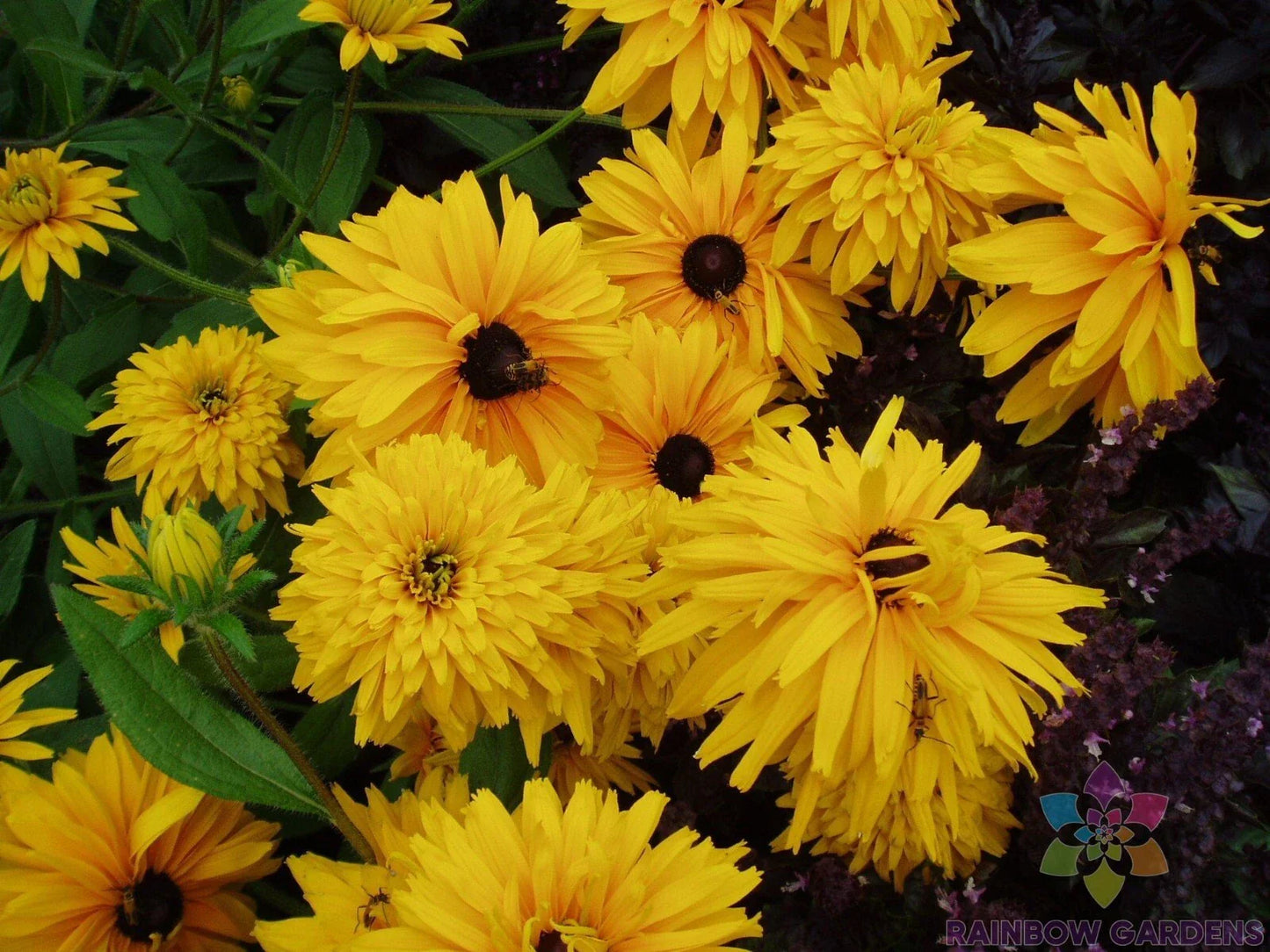 Double Golden Gloriosa Rudbeckia Seeds - 200+ Count - Perennial Flower Seeds for Garden - Rudbeckia hirta