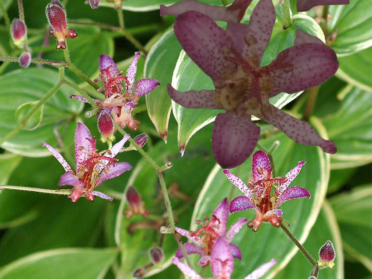 Japanese Toad Lily Plant, Tricyrtis Variety, Exotic Flower, Easy to Grow, Perennial Garden Plant