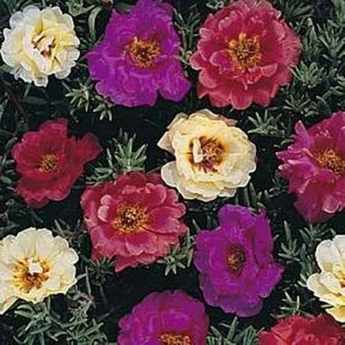 Moss Rose Seeds - 100 Dark Mix Perennial Flower Seeds - Portulaca grandiflora - USA Seller