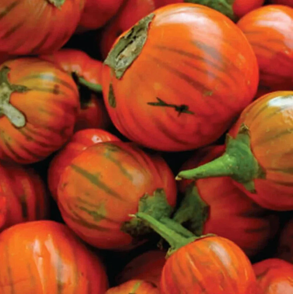 Turkish Orange Eggplant Seeds 50+ Count, Asian Culinary Vegetable Garden, Solanum melongena