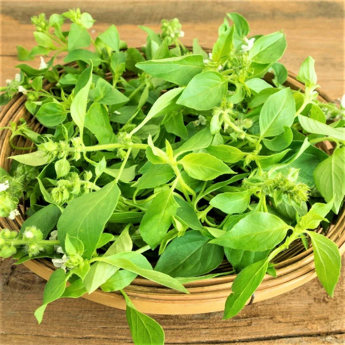 Lemon Basil Seeds - 200 Count Non-GMO Seed Pack - Unique Culinary Herb - Ocimum basilicum var. citriodorum