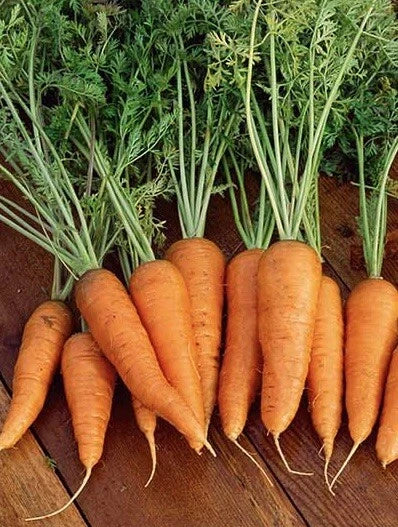 Danvers 126 Carrot Seeds - 1000 Seeds, Non-GMO Heirloom, USA Grown, Organic Carrot Variety