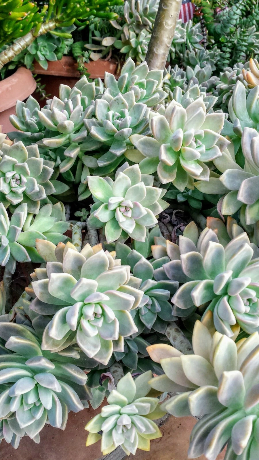Assorted Succulent Unrooted Cuttings Set of 6 Mixed Varieties Fresh Plant Cuttings