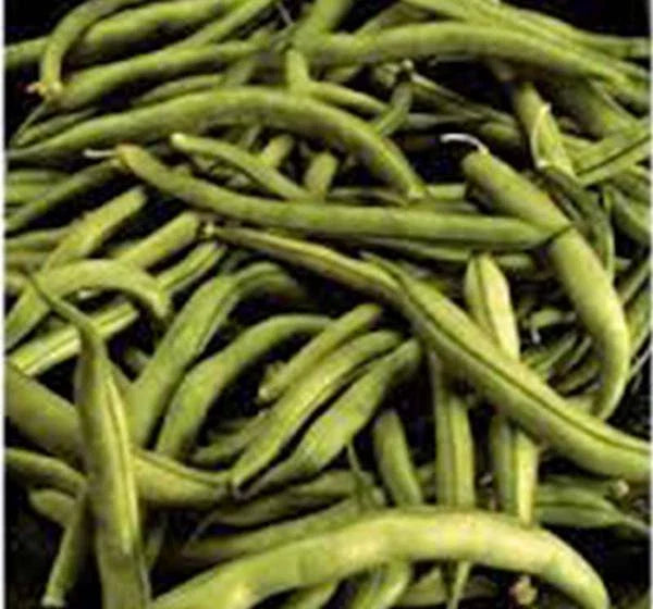 Heirloom Bean Seeds - Commodore Bush Variety, 500+ Non-GMO Green Beans, Organic Gardening Seeds