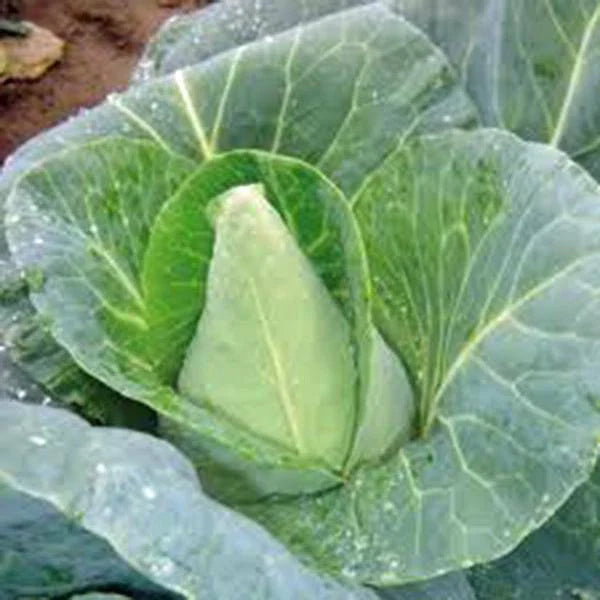 Cabbage Seed - 50 Seeds - Early Jersey Wakefield Heirloom, Non-GMO - Brassica oleracea