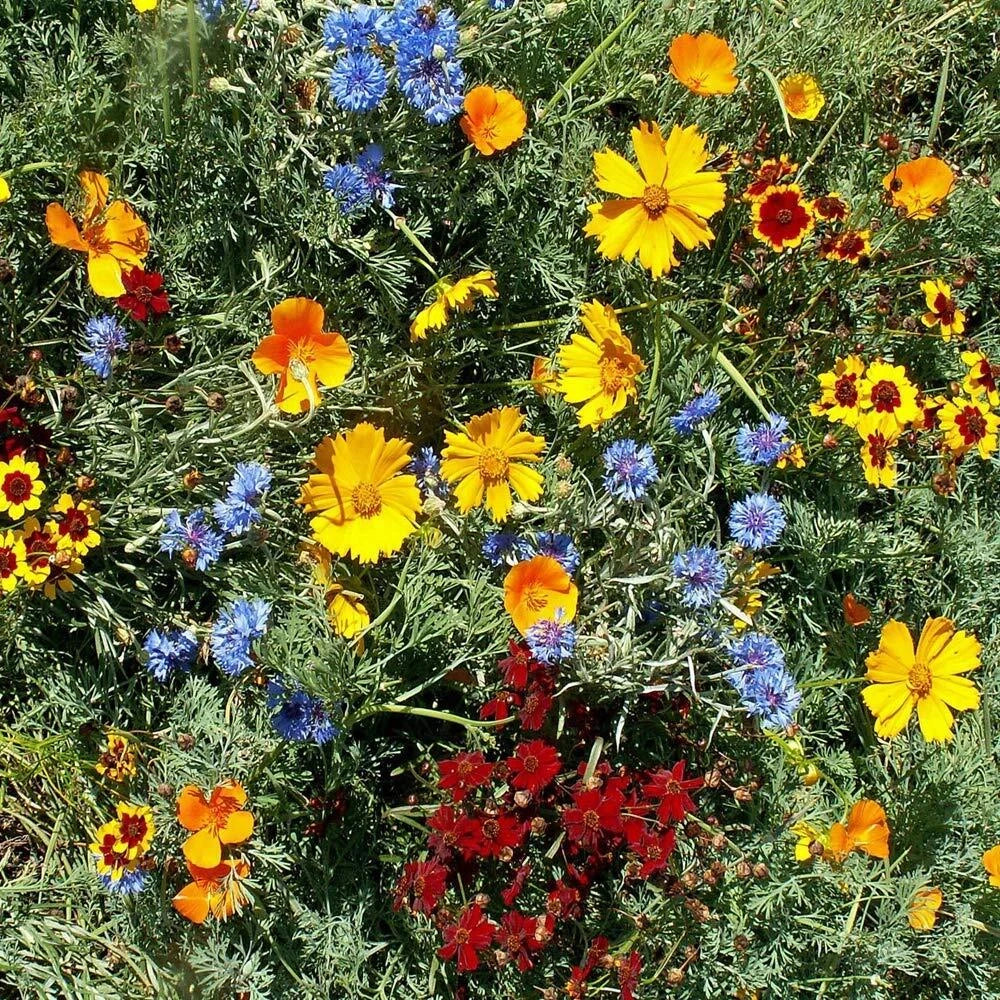 Gulf Coast Wildflower 500 Seed Mix, 24 Species Variety Pack, Native Wildflowers for Garden, Free Shipping
