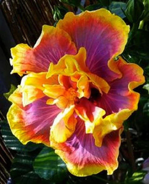 Tropical Hibiscus Starter Plant - Gator Magic - Small Rooted - Ships Bare Root - Hibiscus rosa-sinensis