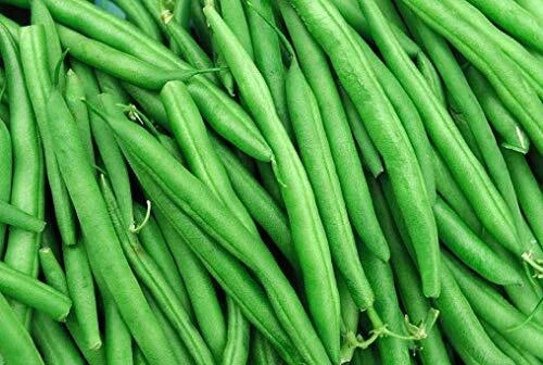 String Bean Seeds – Blue Lake Variety, 50+ Non-GMO Heirloom Seeds, Made in USA