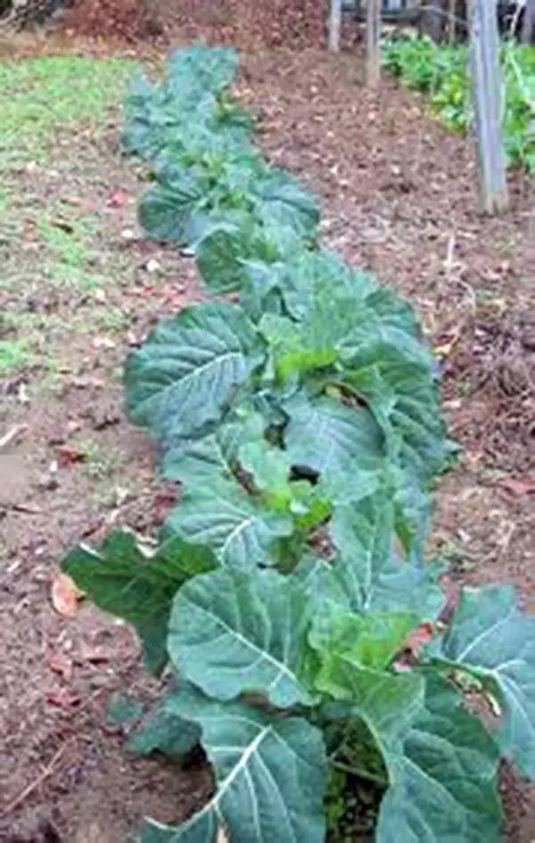 Collard Green Seeds, 1000 Seeds, Champion Heirloom, Non-GMO, Greens, Brassica oleracea