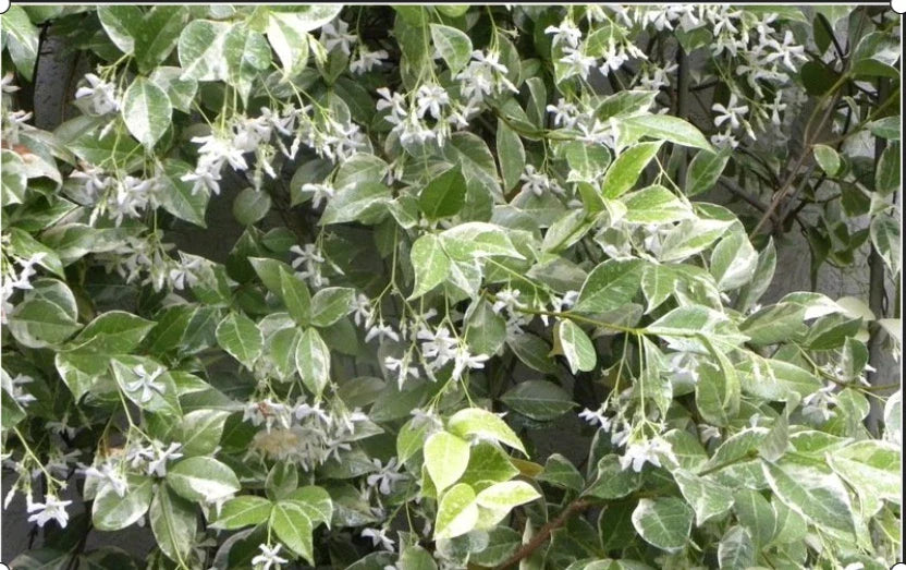 Variegated Confederate Jasmine Starter Plant - Trachelospermum jasminoides - Rooted, Indoor/Outdoor Foliage Plant