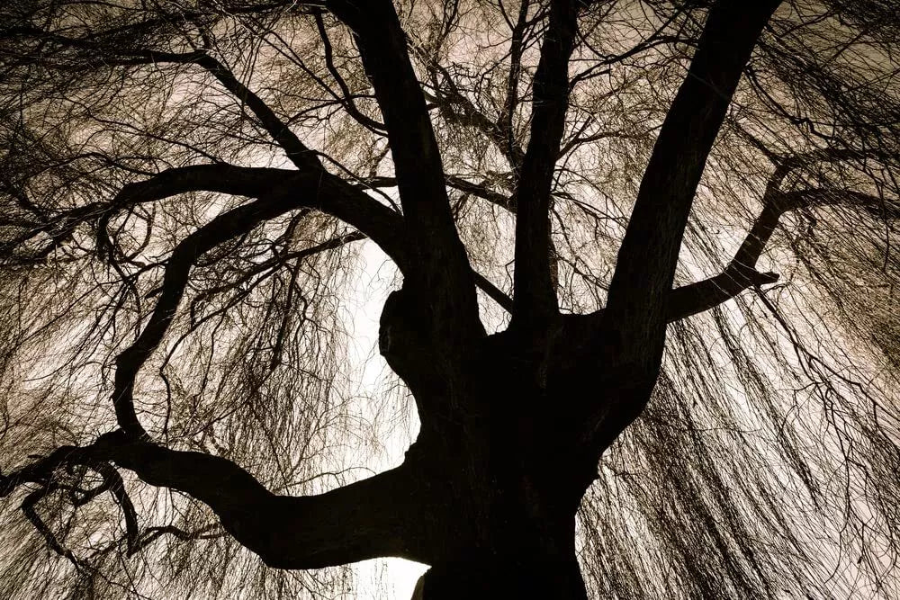 Black Weeping Willow Tree Cuttings - Rare Black Variety for Planting - Salix babylonica 'Black'